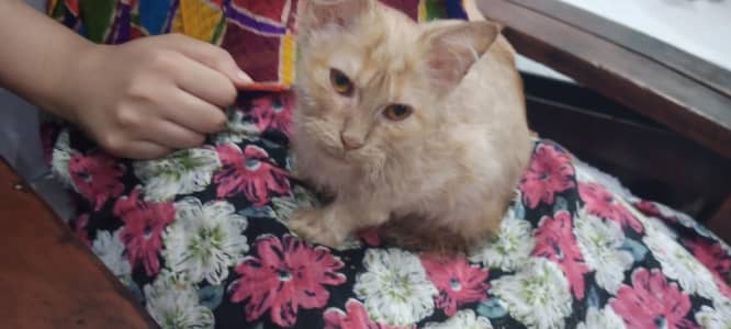 kittens selling