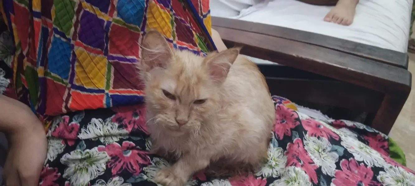 kittens selling — photo 3