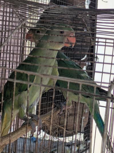 raw parrots pair for sale