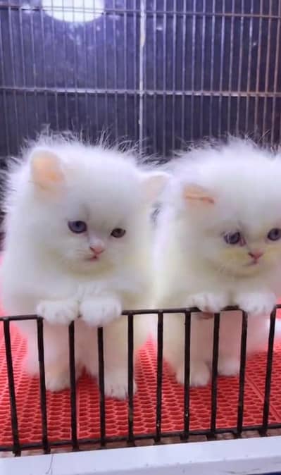 (Persian female kitten) (for sale all) (Pakistan delivery available)
