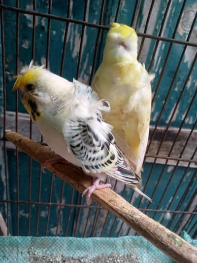 Hogoromo pair for sale.