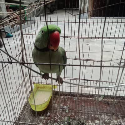 hand tale parrot