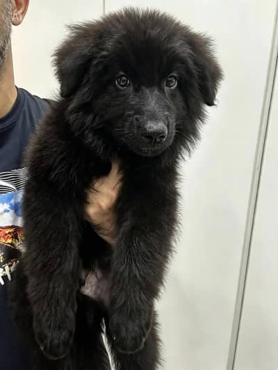 GSD pupps | German shepherd puppies | black german | pedigree