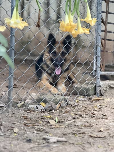 German shepherd male
