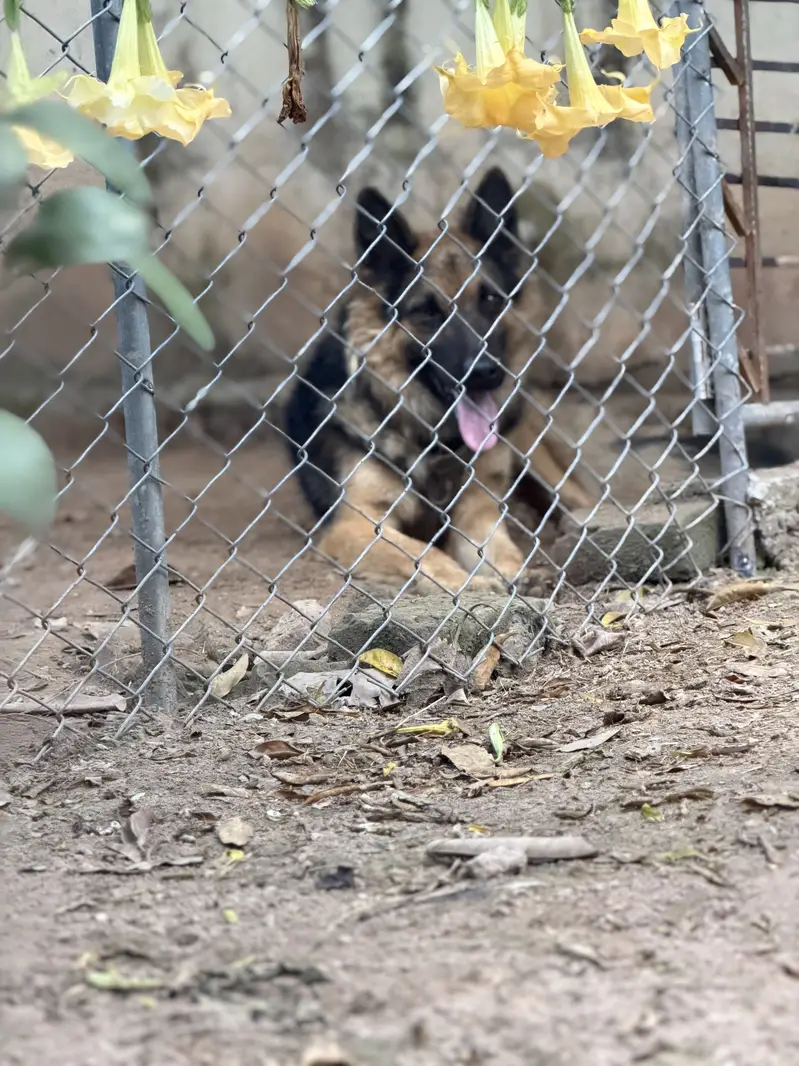 German shepherd male — photo 2