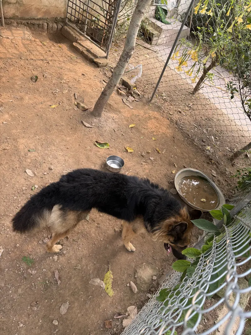 German shepherd male — photo 3