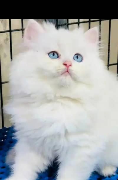(Persian female kitten) (for sale all) (Pakistan delivery available)