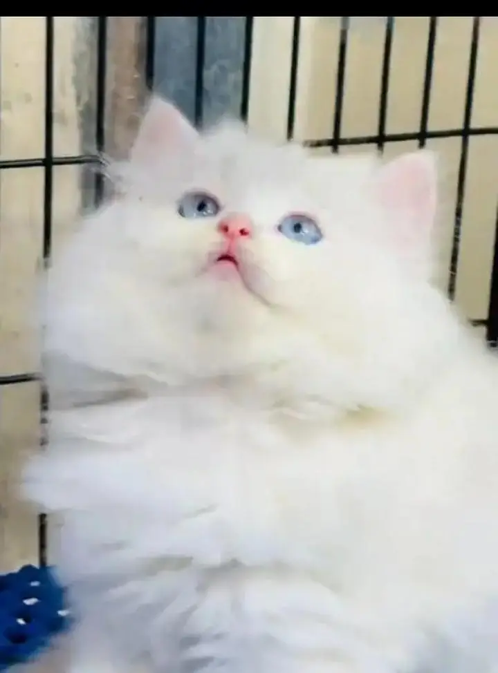 (Persian female kitten) (for sale all) (Pakistan delivery available) — photo 2