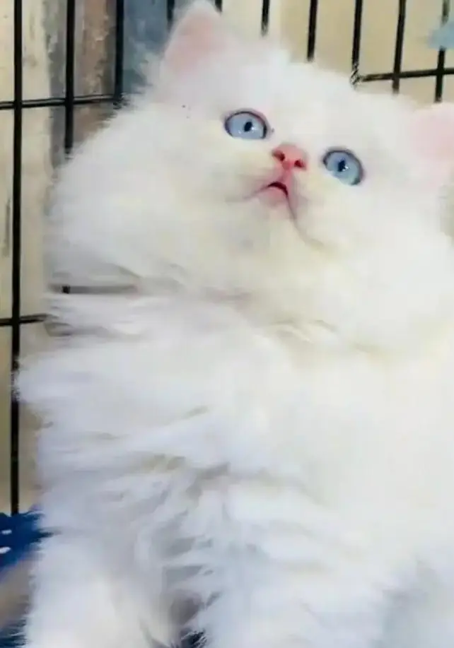 (Persian female kitten) (for sale all) (Pakistan delivery available) — photo 3