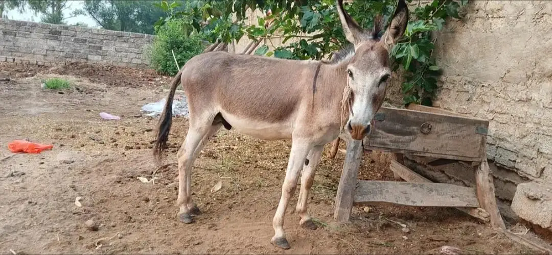 khota for sale