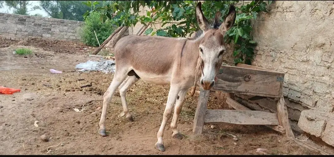 khota for sale — photo 2