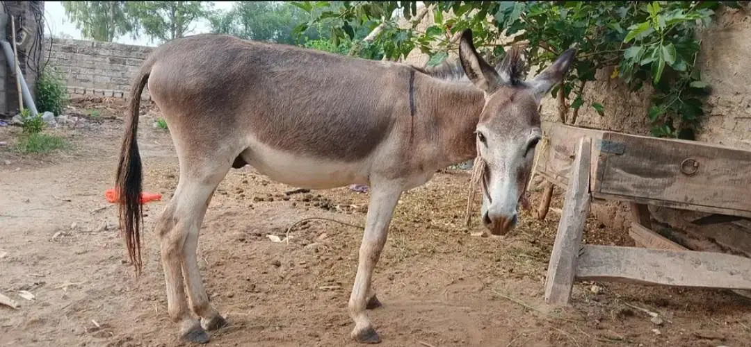 khota for sale — photo 3