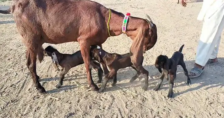 3 bacchon wali bakri for sale call me/03291319927 — photo 2