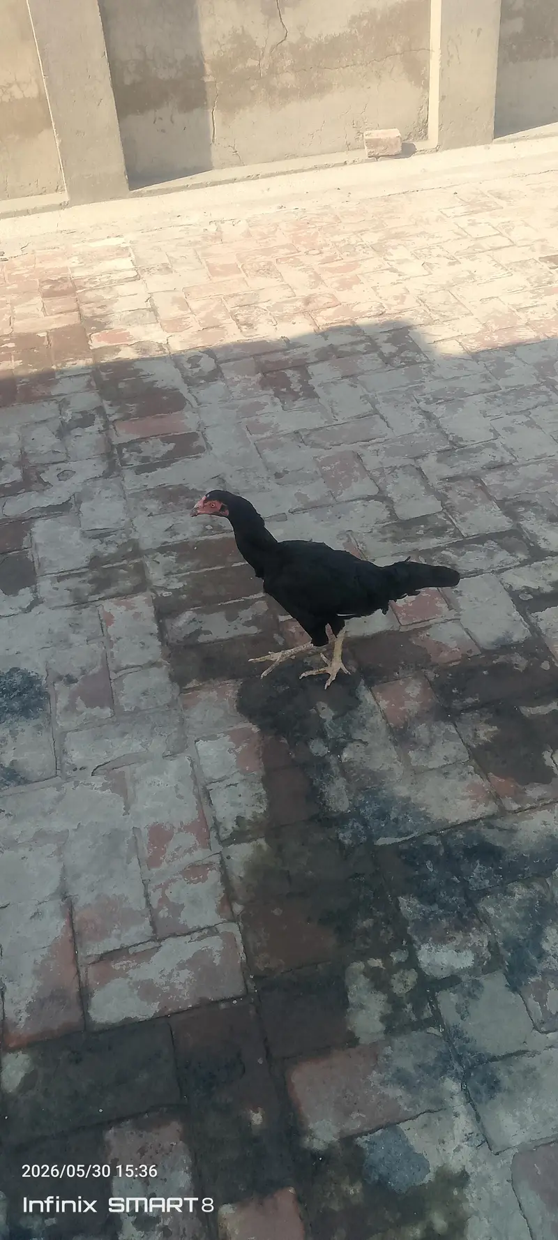 pure aseel murgia lasani or miawali — photo 2