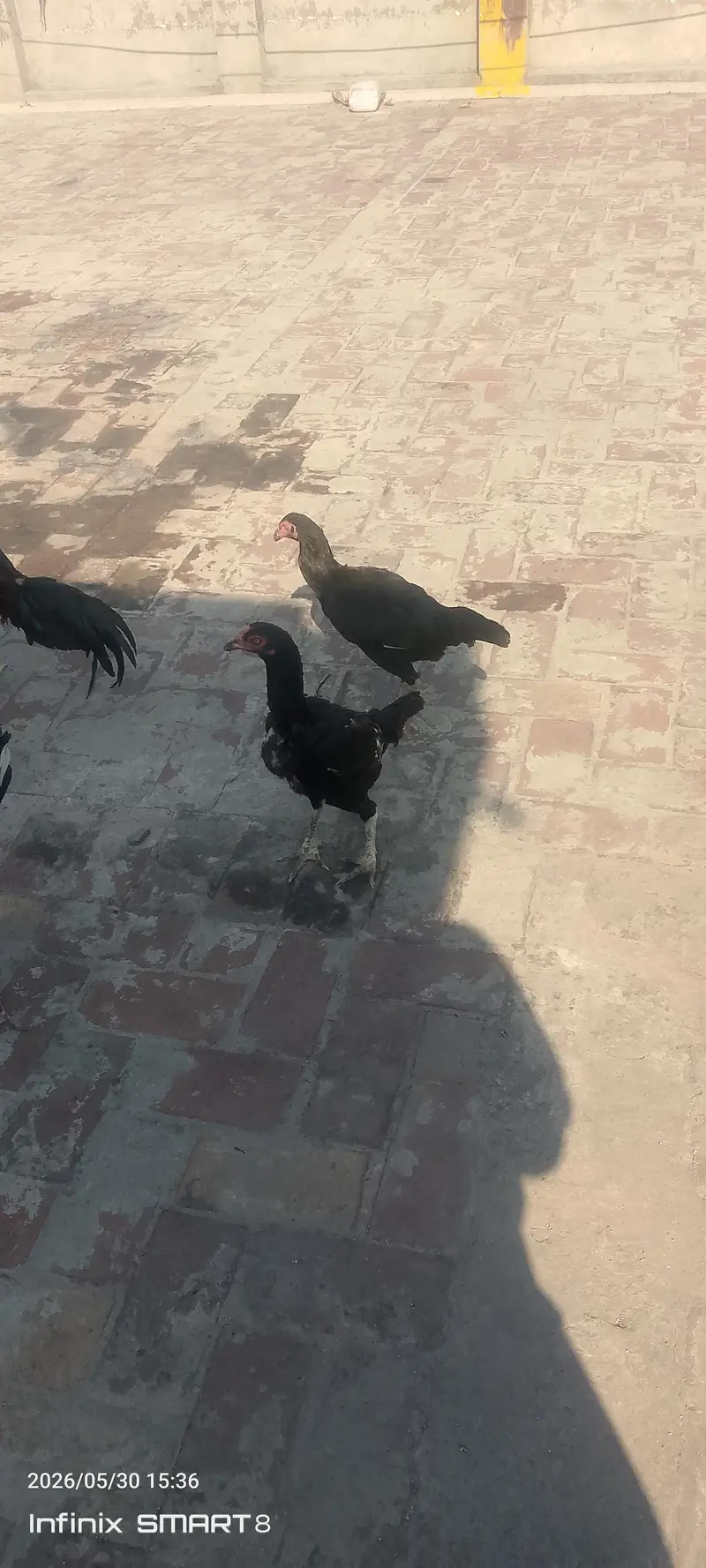pure aseel murgia lasani or miawali — photo 3