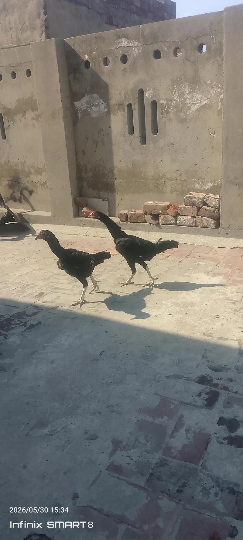 pure aseel murgia lasani or miawali — photo 4