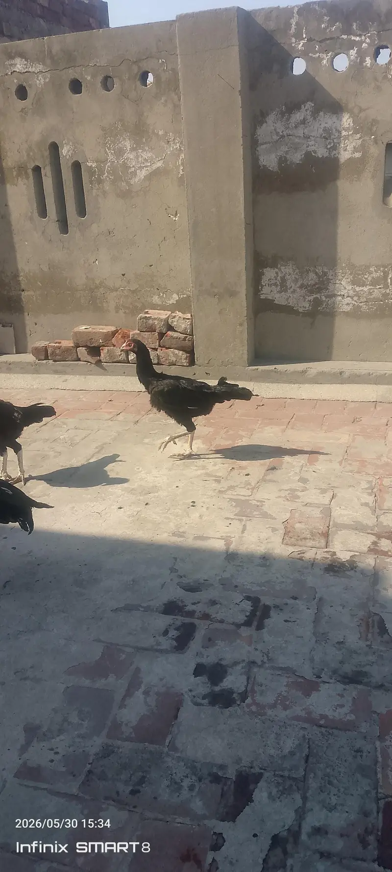 pure aseel murgia lasani or miawali — photo 5