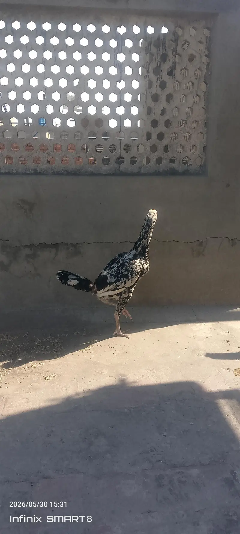pure aseel murgia lasani or miawali — photo 7