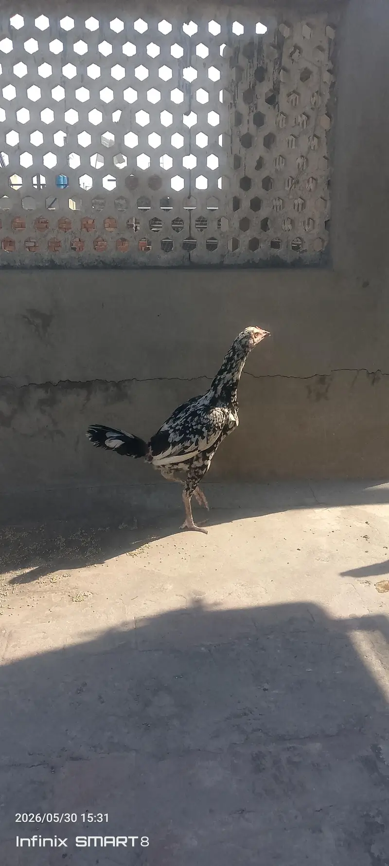 pure aseel murgia lasani or miawali — photo 10