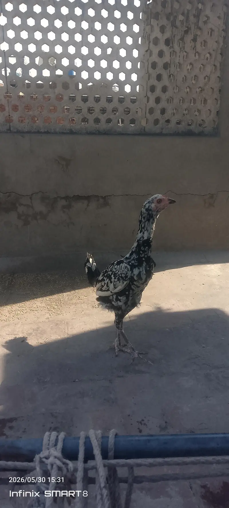 pure aseel murgia lasani or miawali — photo 11
