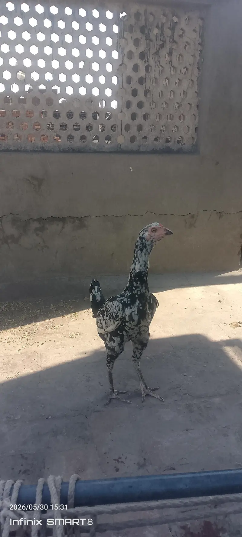 pure aseel murgia lasani or miawali — photo 12