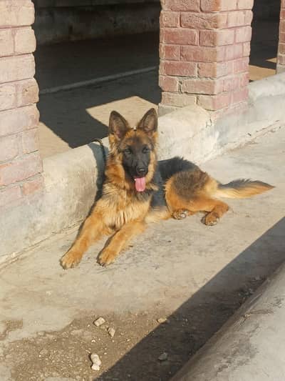 GERMAN SHEPHERD
