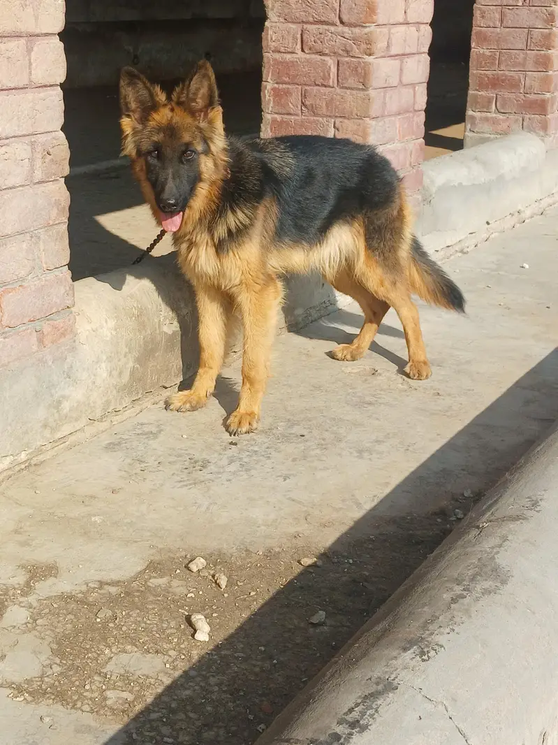 GERMAN SHEPHERD — photo 3