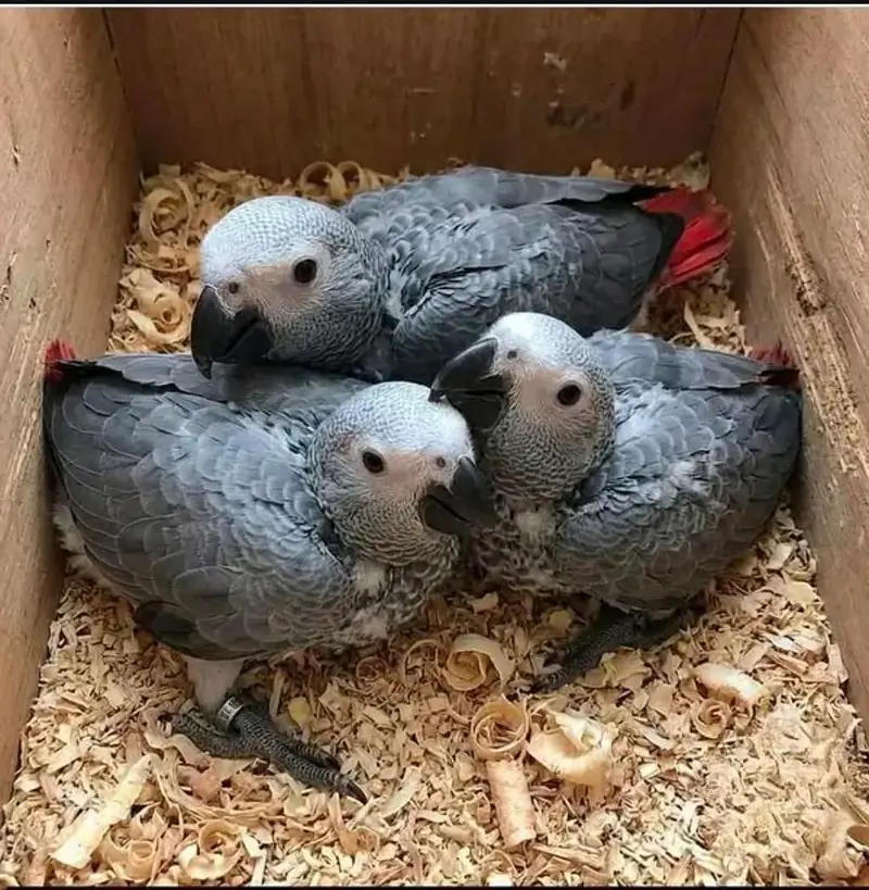 African grey parrot chicks for sale (03297106709) — photo 2