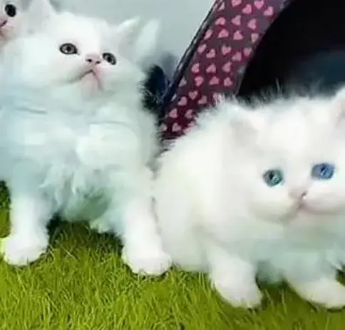 (Persian female kitten) (for sale all) (Pakistan delivery available) — photo 2