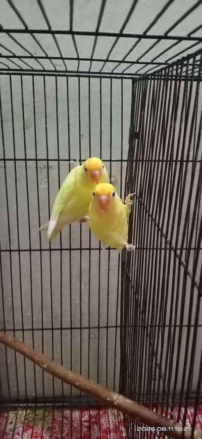 Cerimeno breeder pair for sale in Multan phone no,03176405436