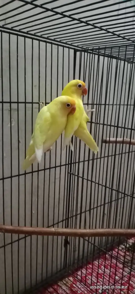 Cerimeno breeder pair for sale in Multan phone no,03176405436 — photo 3