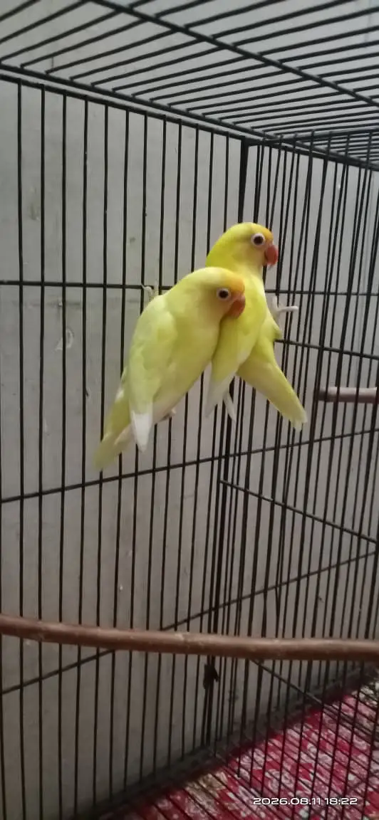 Cerimeno breeder pair for sale in Multan phone no,03176405436 — photo 4