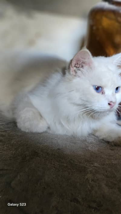 persian cats for sale reasonable price
