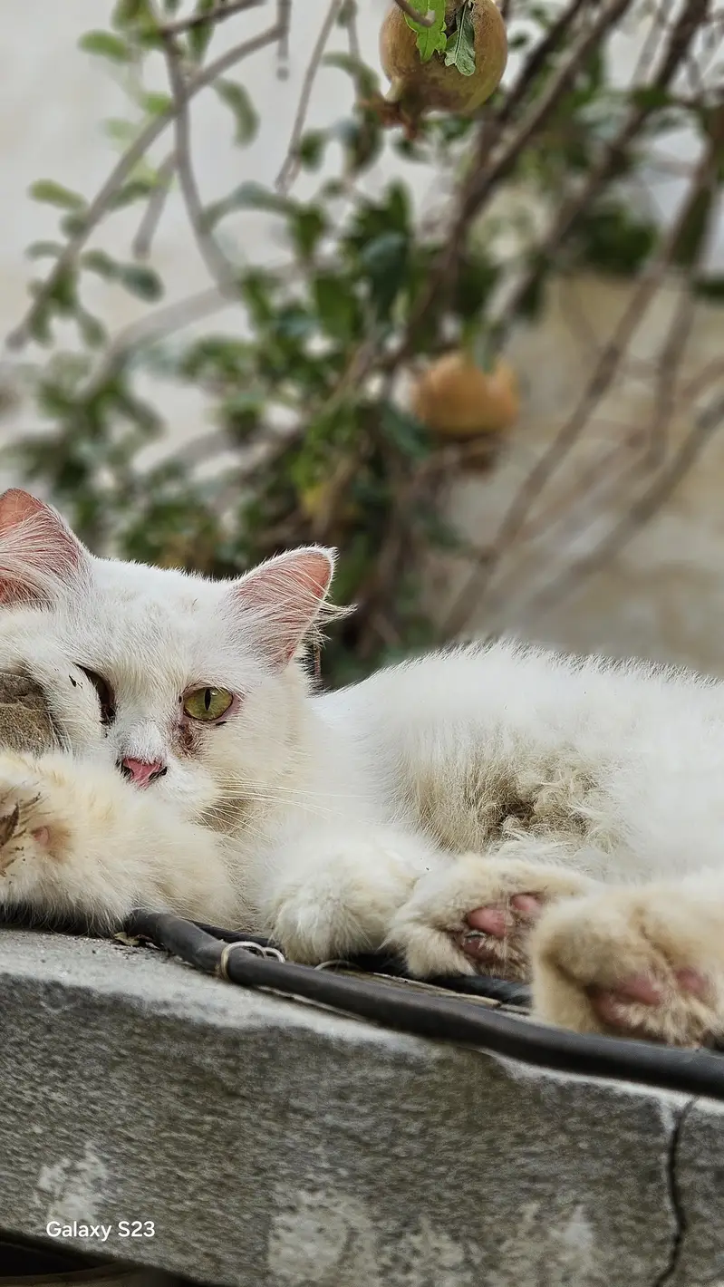 persian cats for sale reasonable price — photo 2