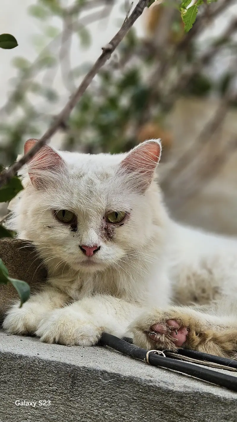 persian cats for sale reasonable price — photo 3