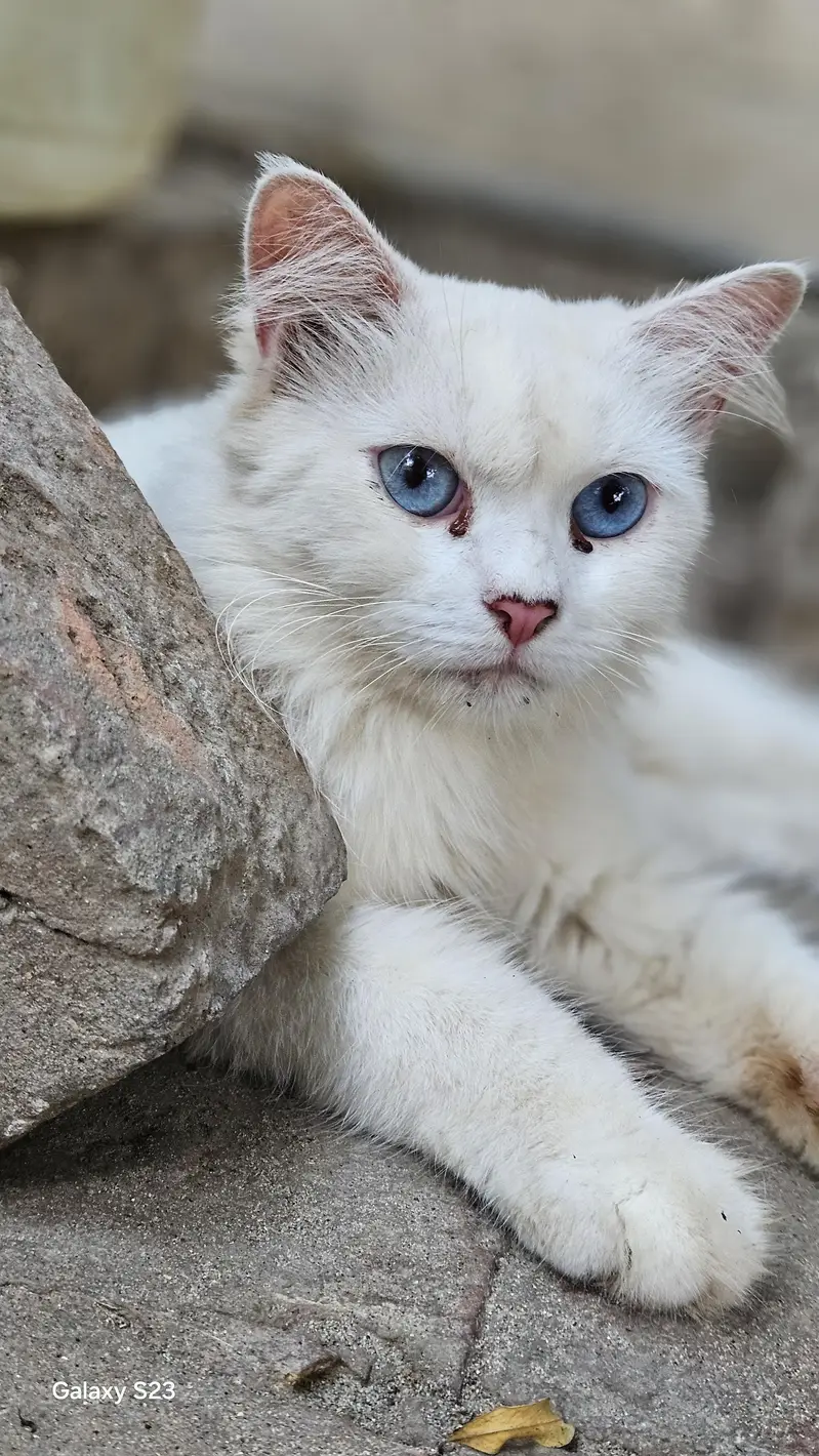 persian cats for sale reasonable price — photo 5