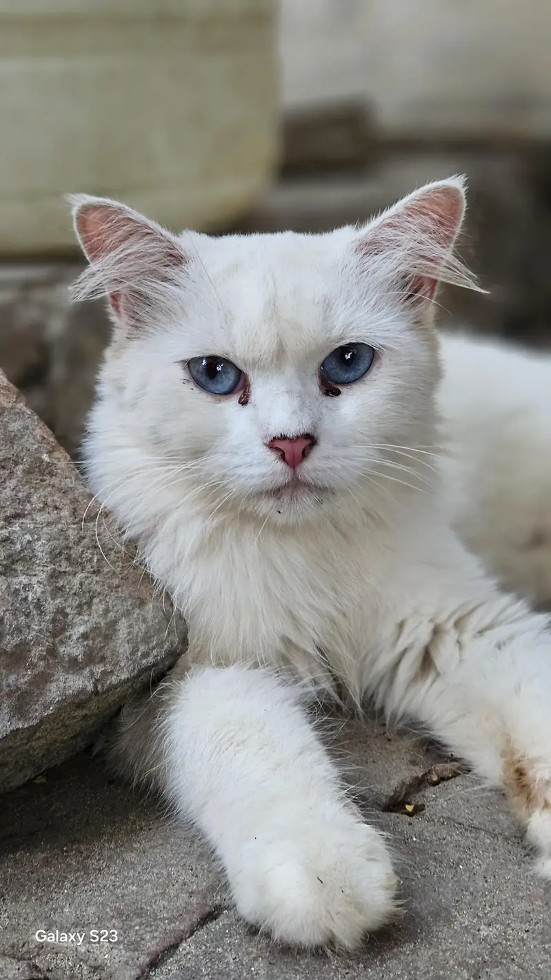 persian cats for sale reasonable price — photo 6