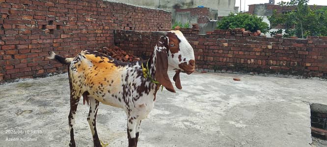 Makhi chini big size Bakri