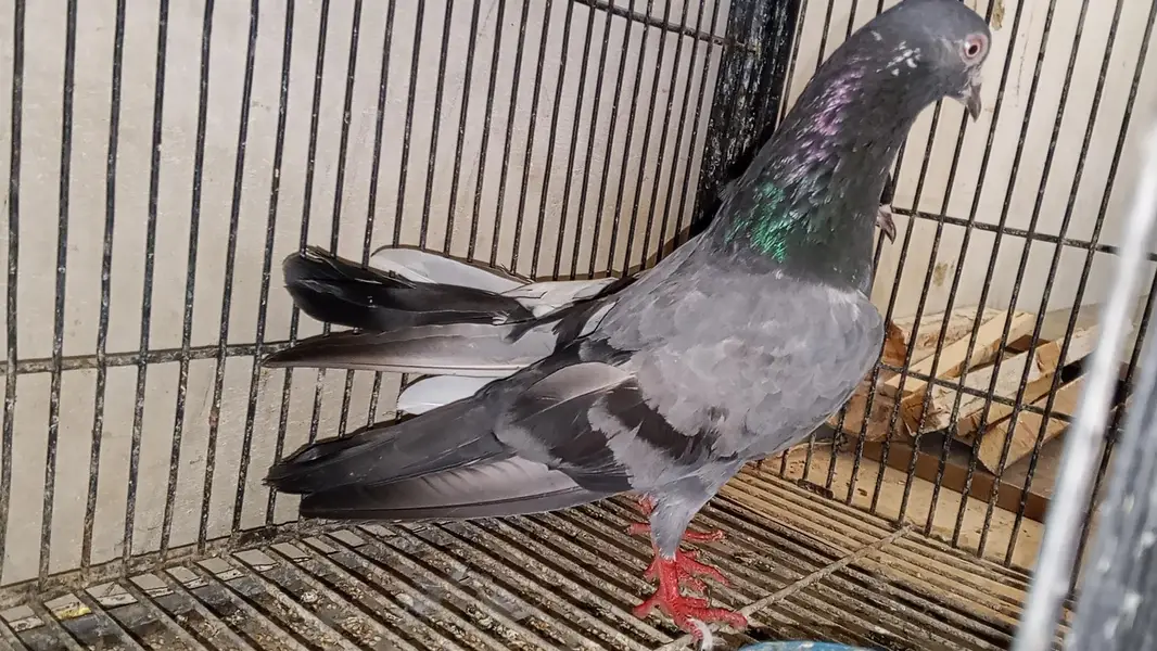 kamagar pair — photo 2