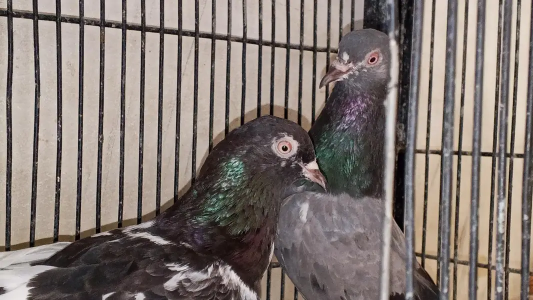 kamagar pair — photo 6
