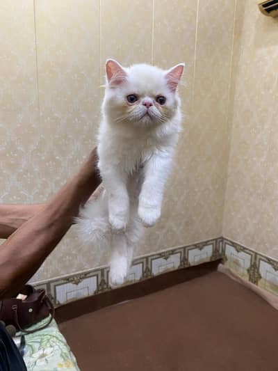 punch face male kitten