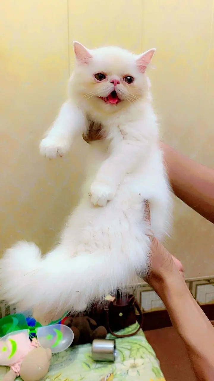 punch face male kitten — photo 4