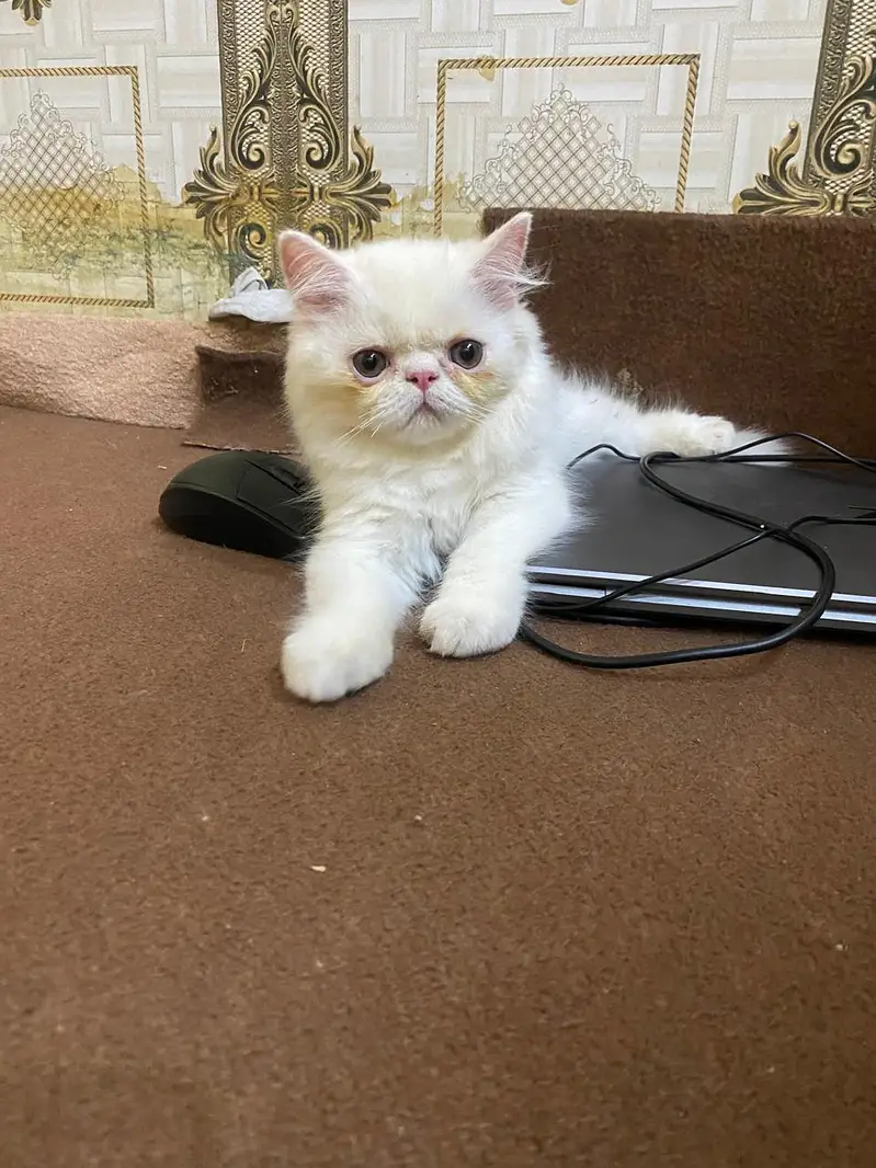 punch face male kitten — photo 5