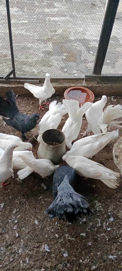 pigeon pair for sale