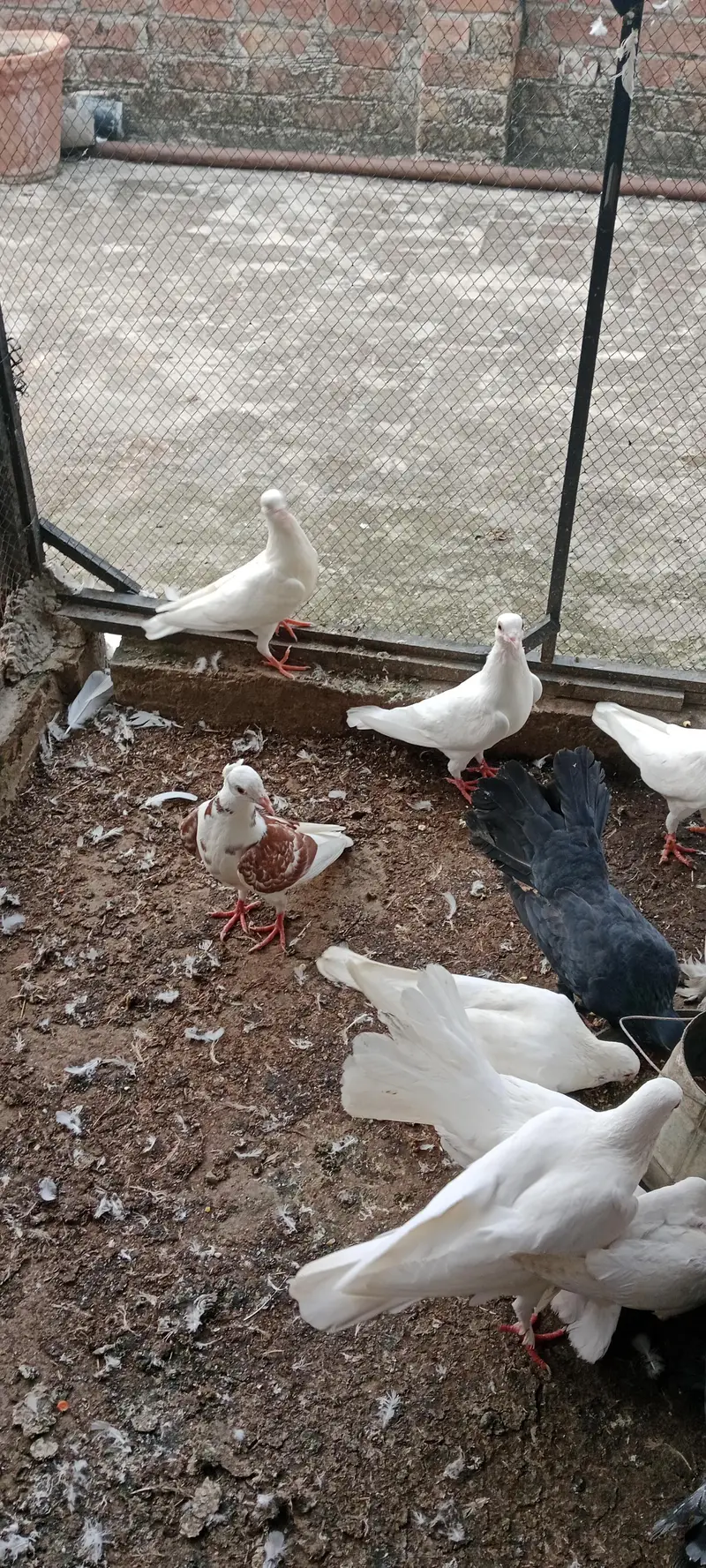 pigeon pair for sale — photo 2