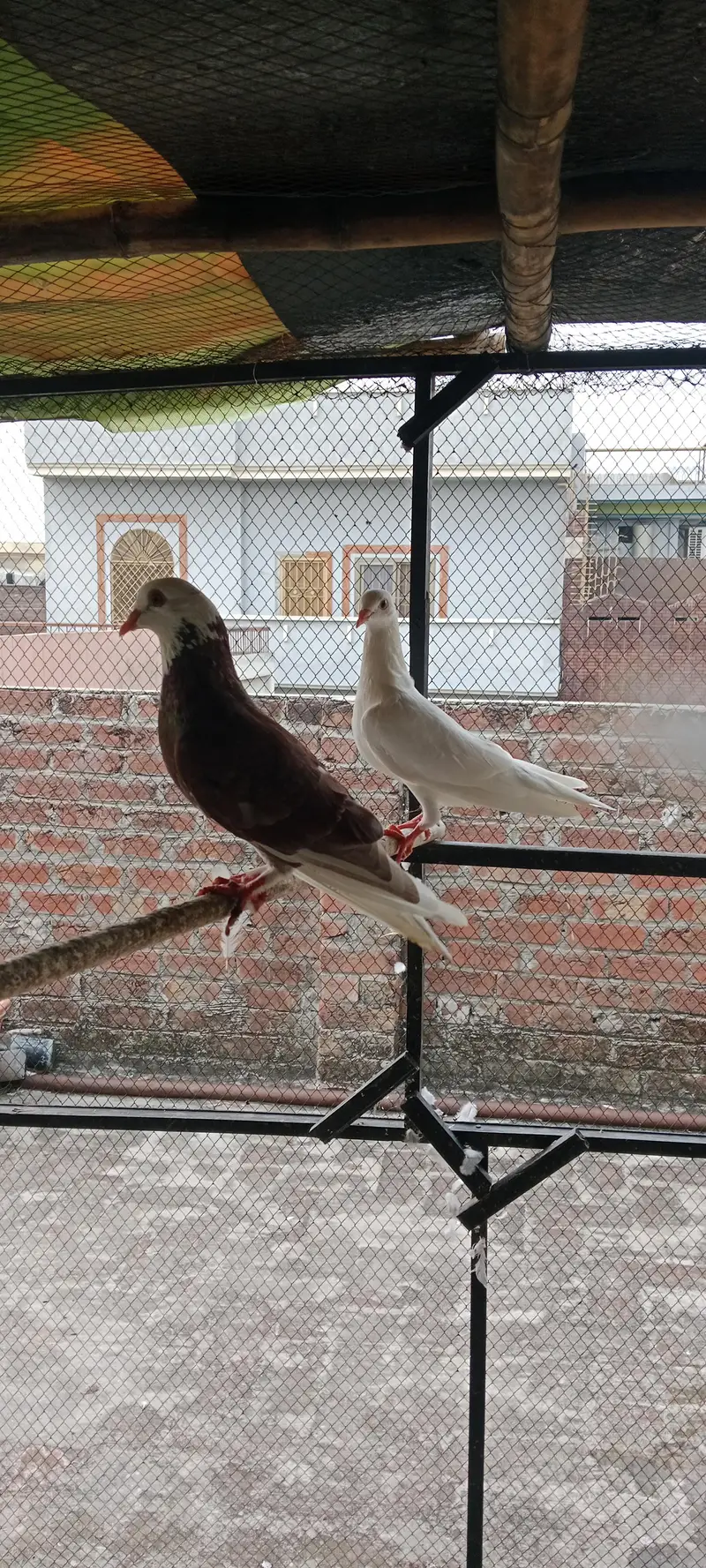pigeon pair for sale — photo 3
