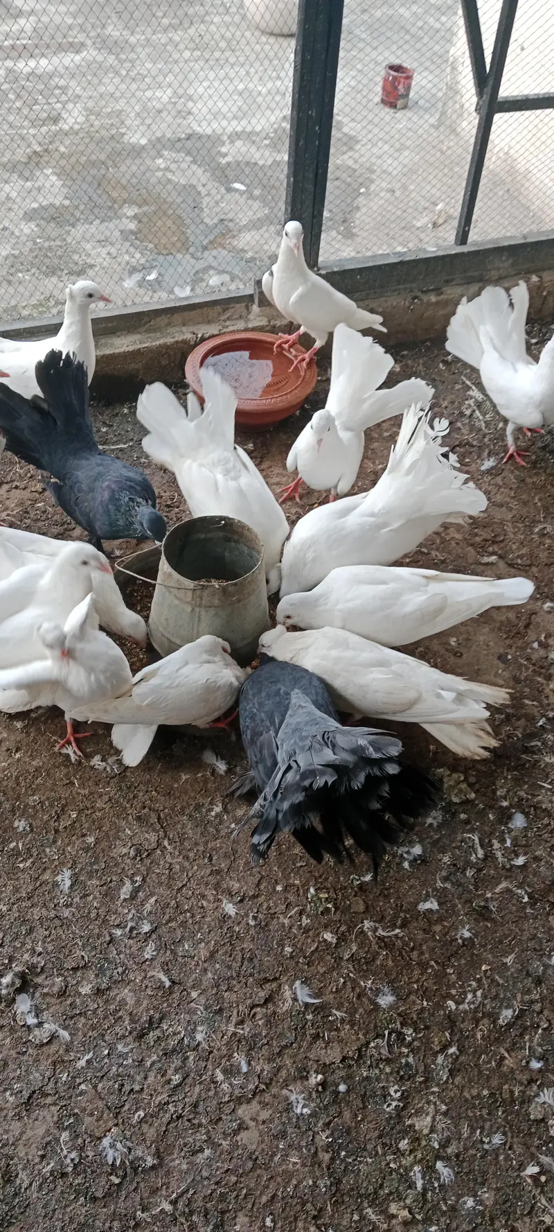 pigeon pair for sale — photo 4