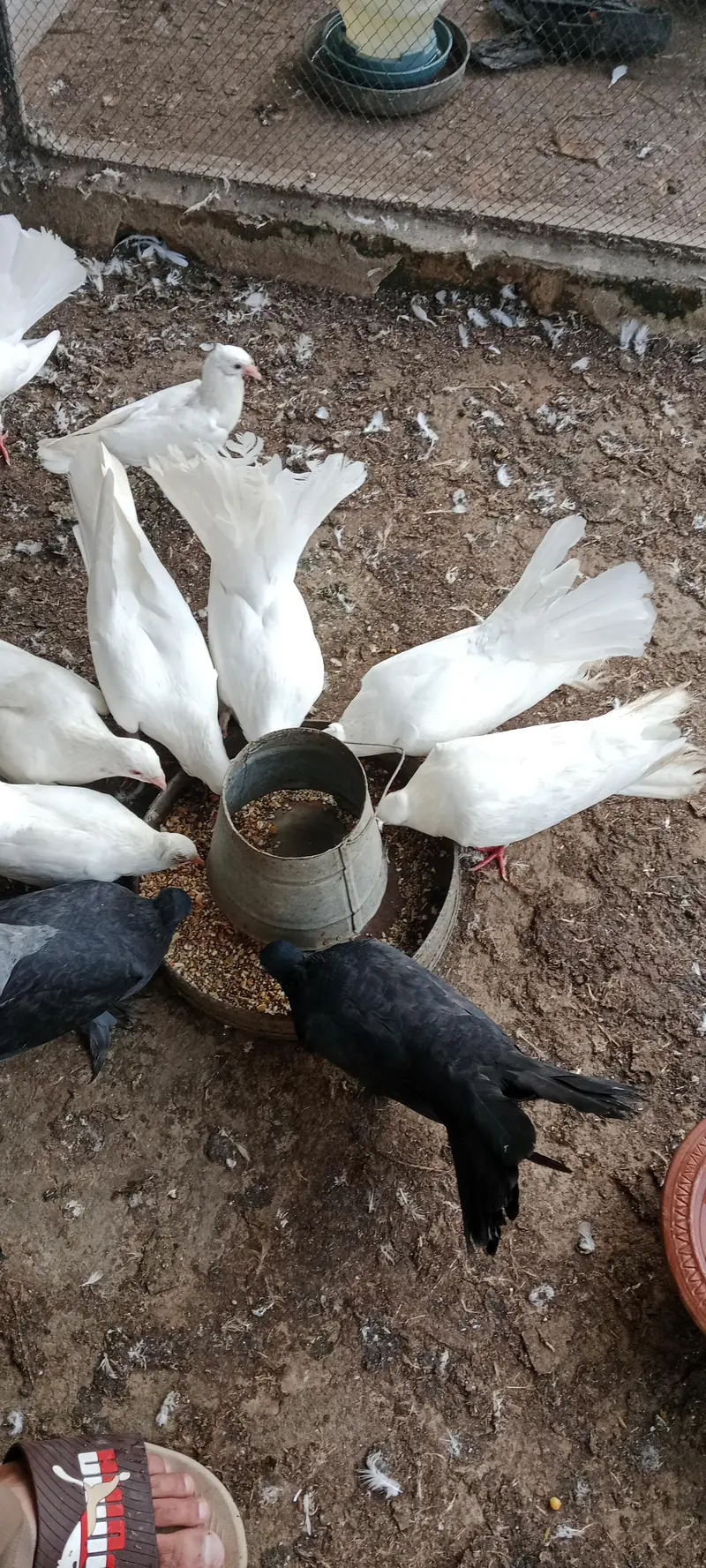 pigeon pair for sale — photo 6