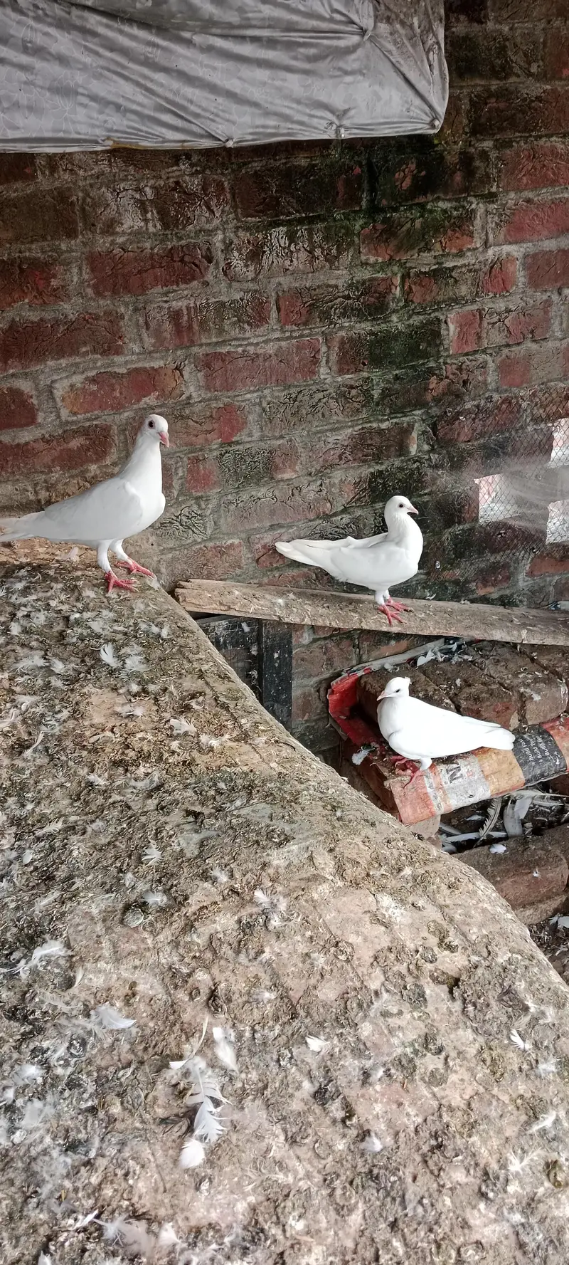 pigeon pair for sale — photo 7