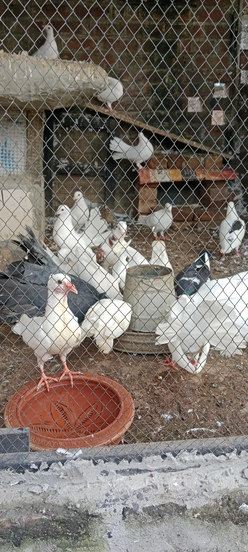 pigeon pair for sale — photo 9